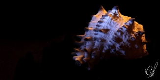 A color photo of a sea shell using two light sources.