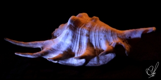 Color photo of a sea shell using two light sources.