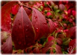 A close up shot of a red leaf with water drops.(Horizontal)