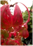 A close up shot of a red leaf with water drops on it. (Vertical)