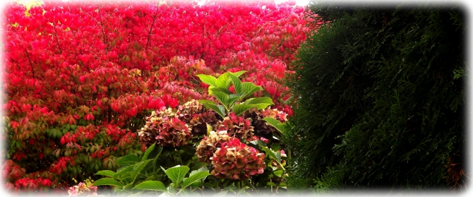 This is a shot of a burning bush in full color...